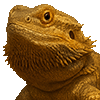 Bearded Dragon thumbnail